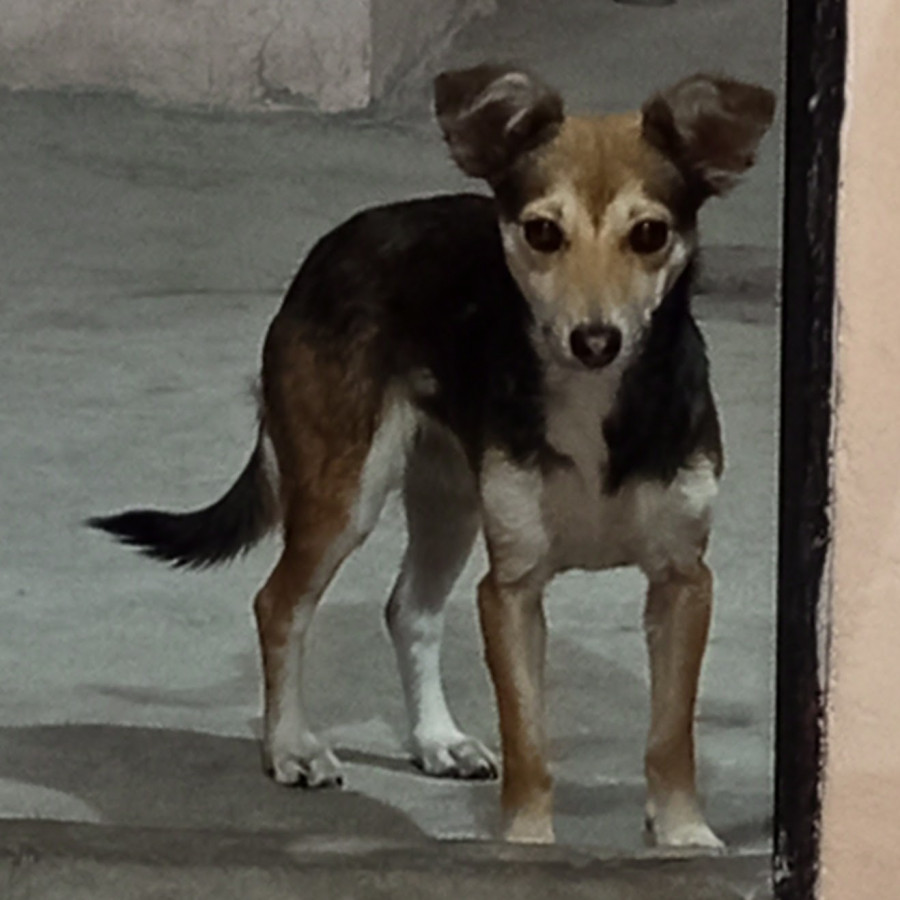  | Raza Mestiza | Encontrada