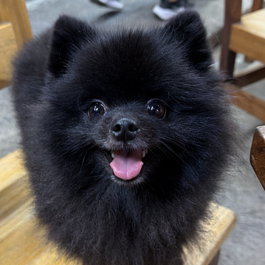 DORIAN | Raza Pomerania | Perdido
