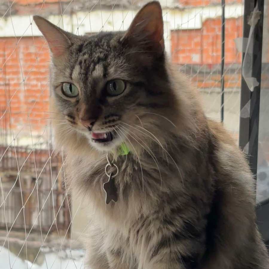 FRANCHY | Raza Doméstico Americano de pelo semilargo | Final Feliz