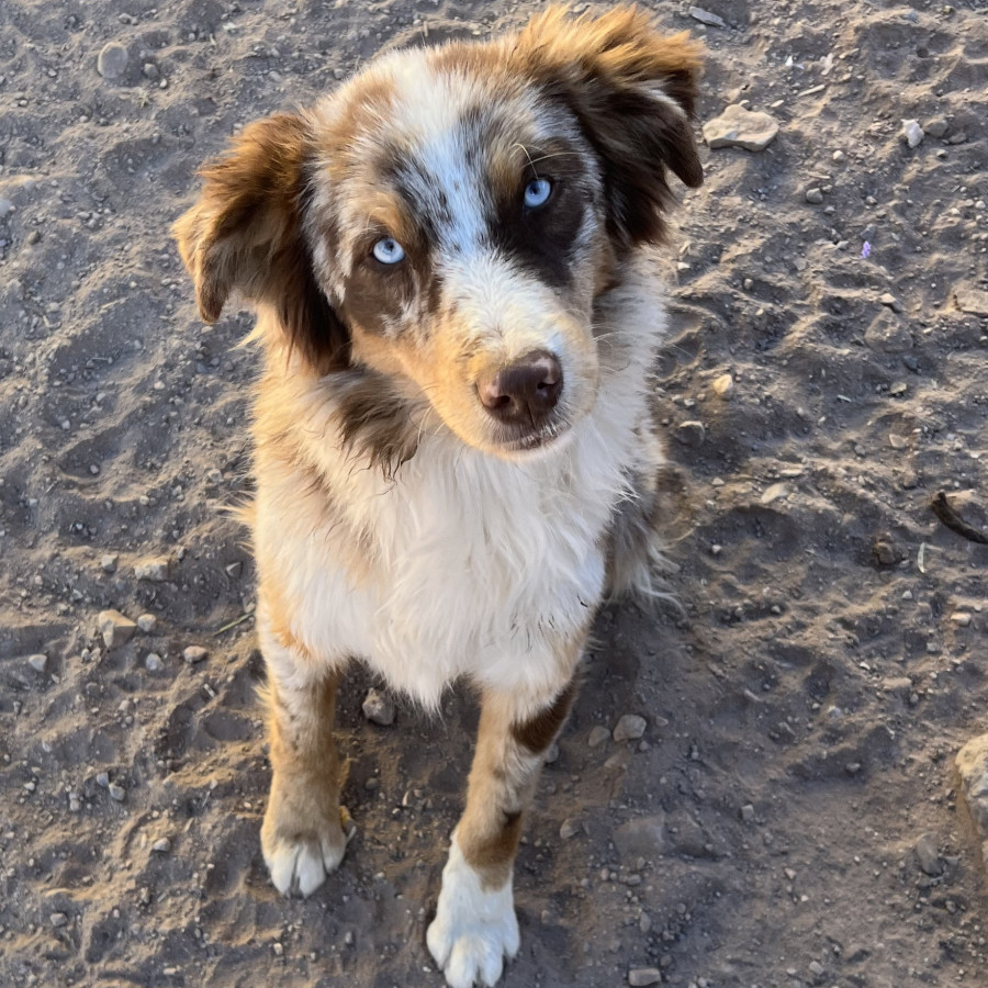 SHUNKA | Raza Border Collie  | Final Feliz