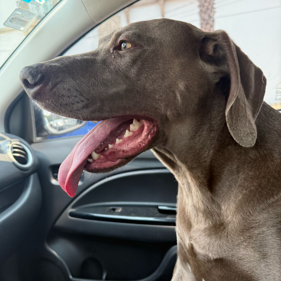  | Raza Weimaraner  | Encontrado