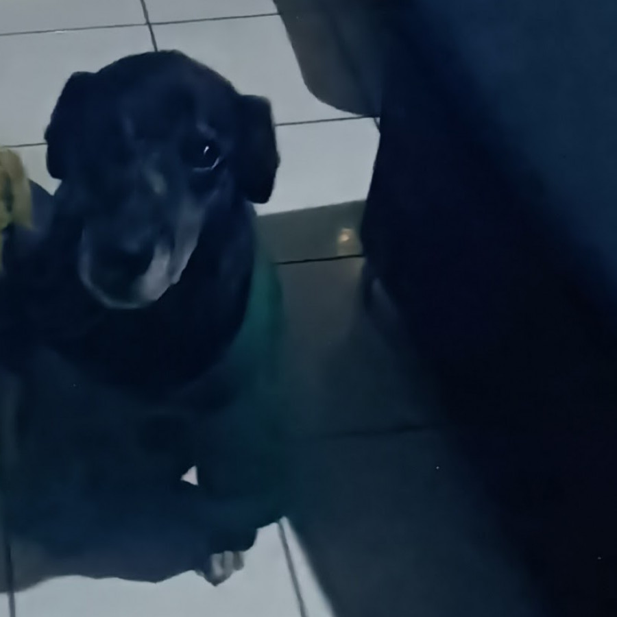 REGALO | Raza Mestizo,  cruza de Labrador | Perdido