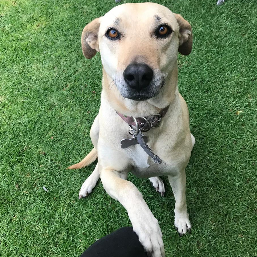 PENNY | Raza Mestiza, cruza de Labrador | Perdida