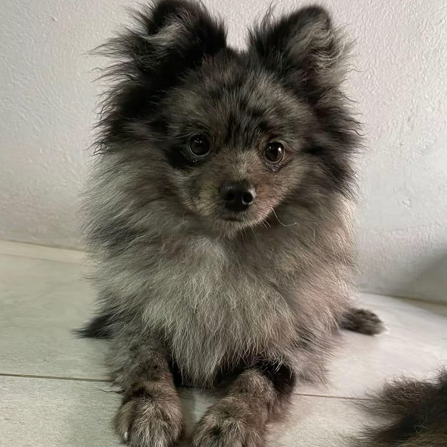 LOTSO Y PELUSA | Raza Pomerania | Perdido