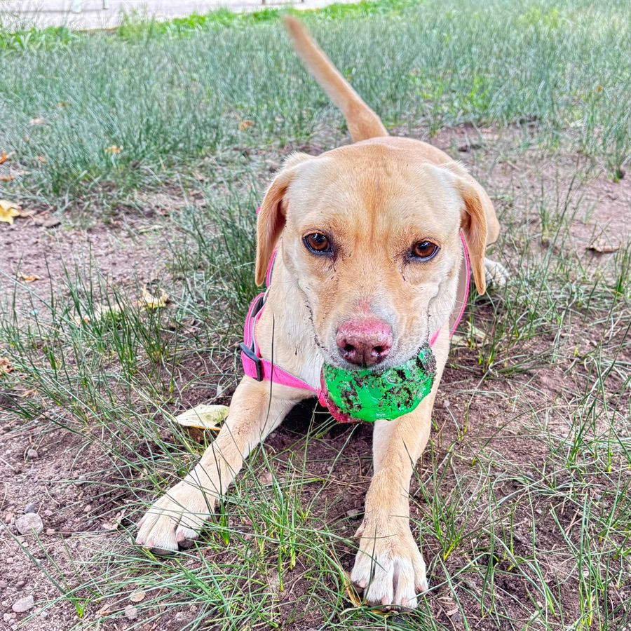 NALA | Raza Labrador  | Final Feliz