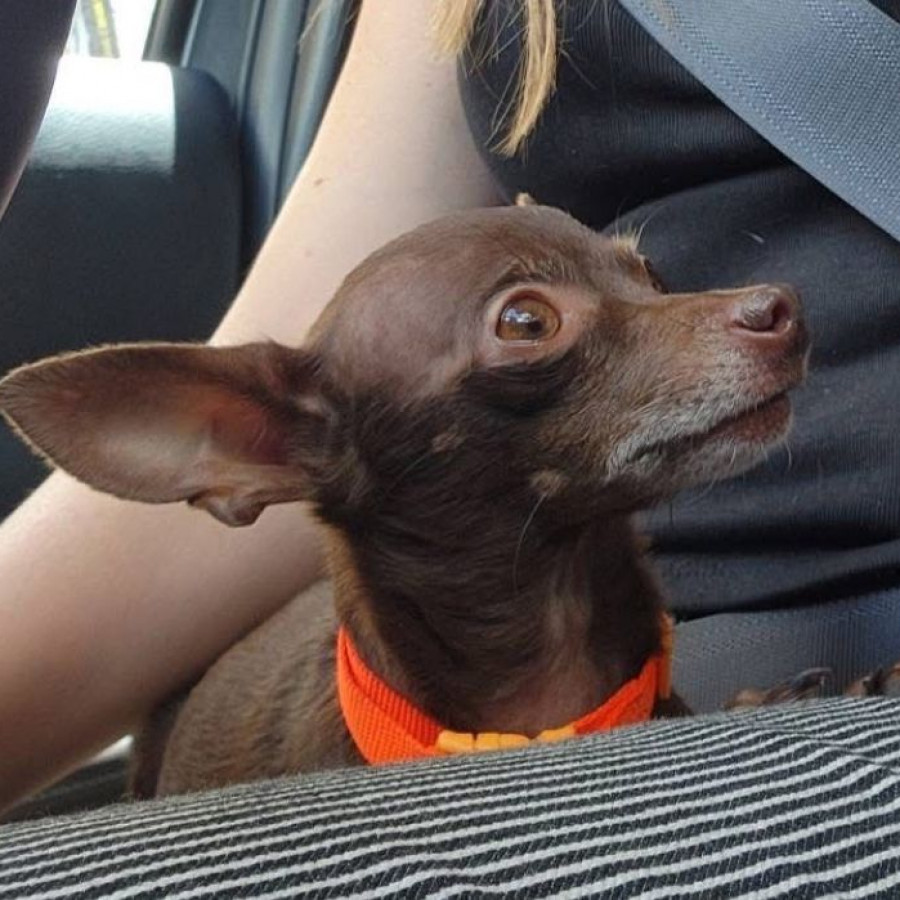 MATILDA | Raza Chihuahua | Perdida