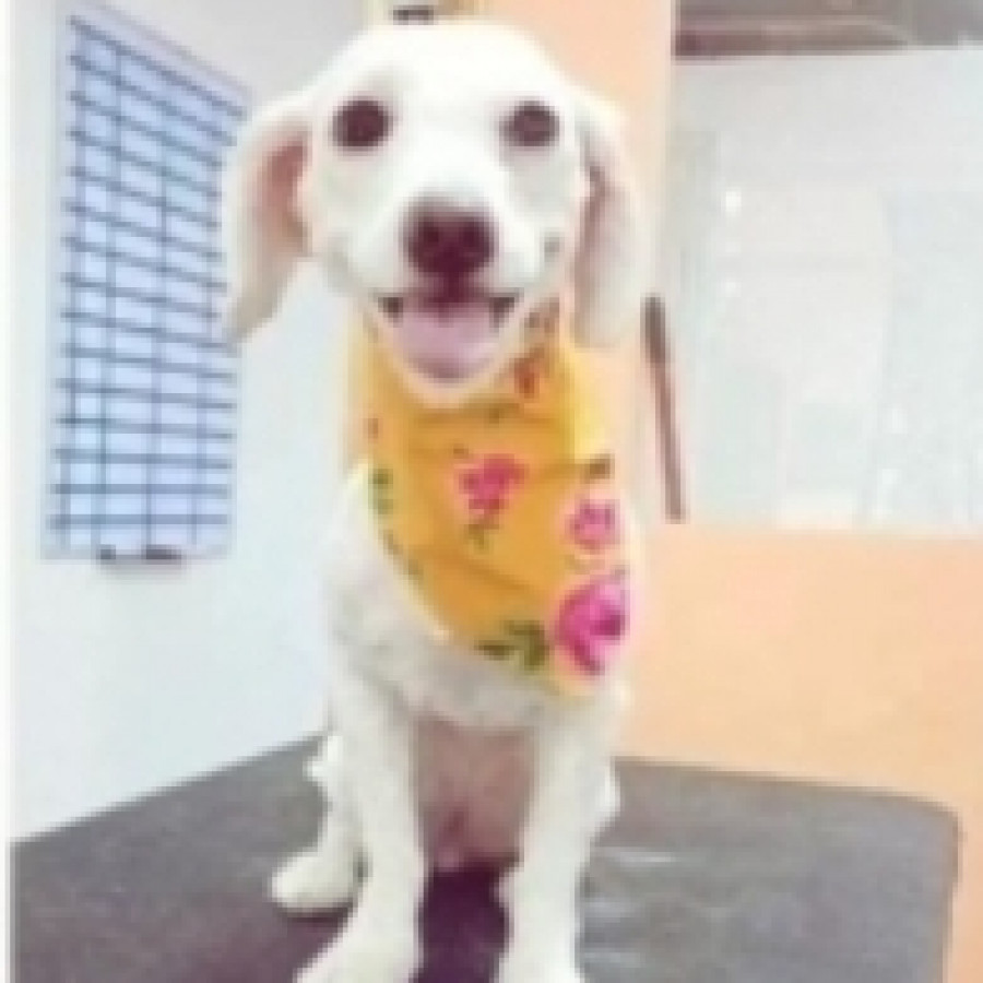 LUNA | Raza Mestiza | Perdida