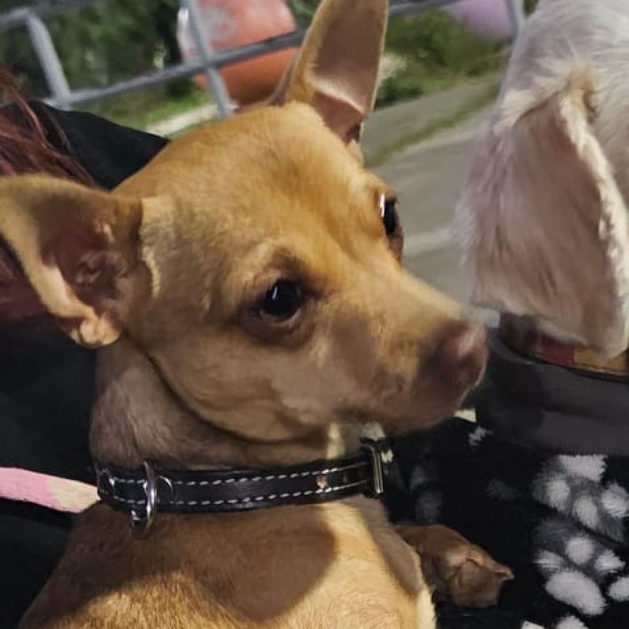 DOBBY | Raza Chihuahua | Perdido