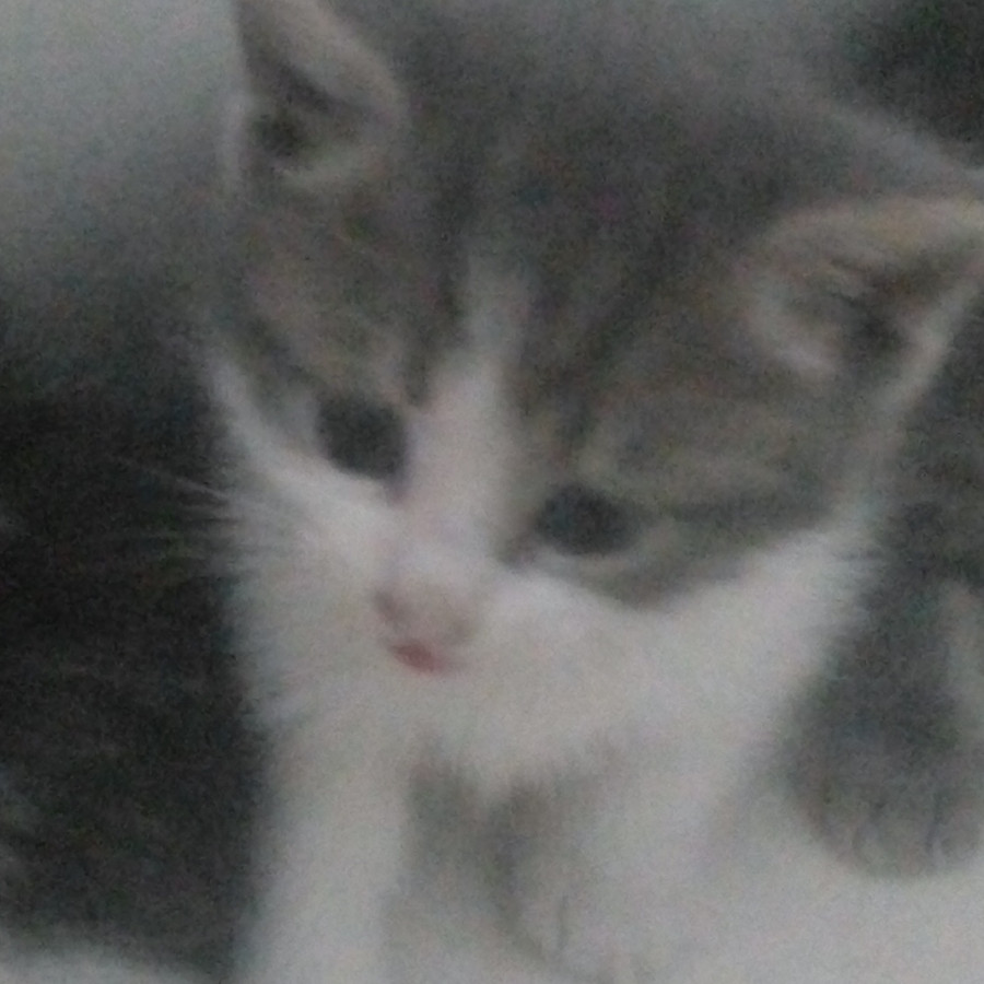 CURIOSIN | Raza Doméstico Americano de pelo semilargo | En Adopción