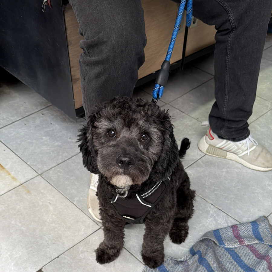 AEGON | Raza Mestizo, Cruza De French Poodle Con Schnauzer,  (Schnoodle) | Perdido