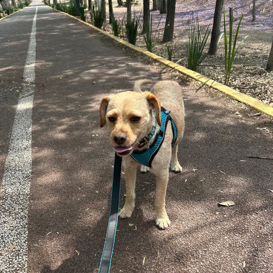 LEO | Raza Mestizo | Perdido