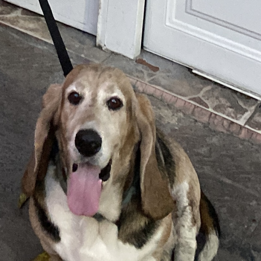  | Raza Basset Hound | Encontrada