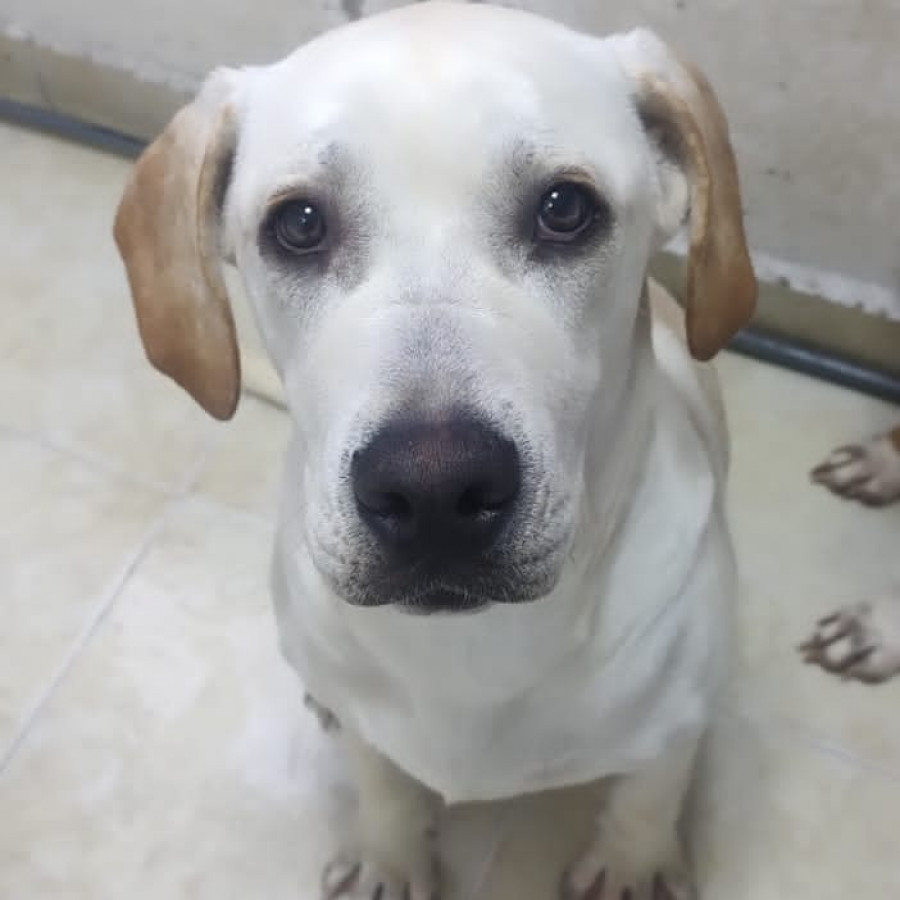 | Raza Mestiza, cruza de Labrador | Encontrada