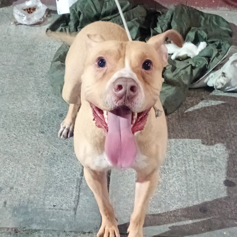 ADES | Raza American Pitbull Terrier | En Adopción