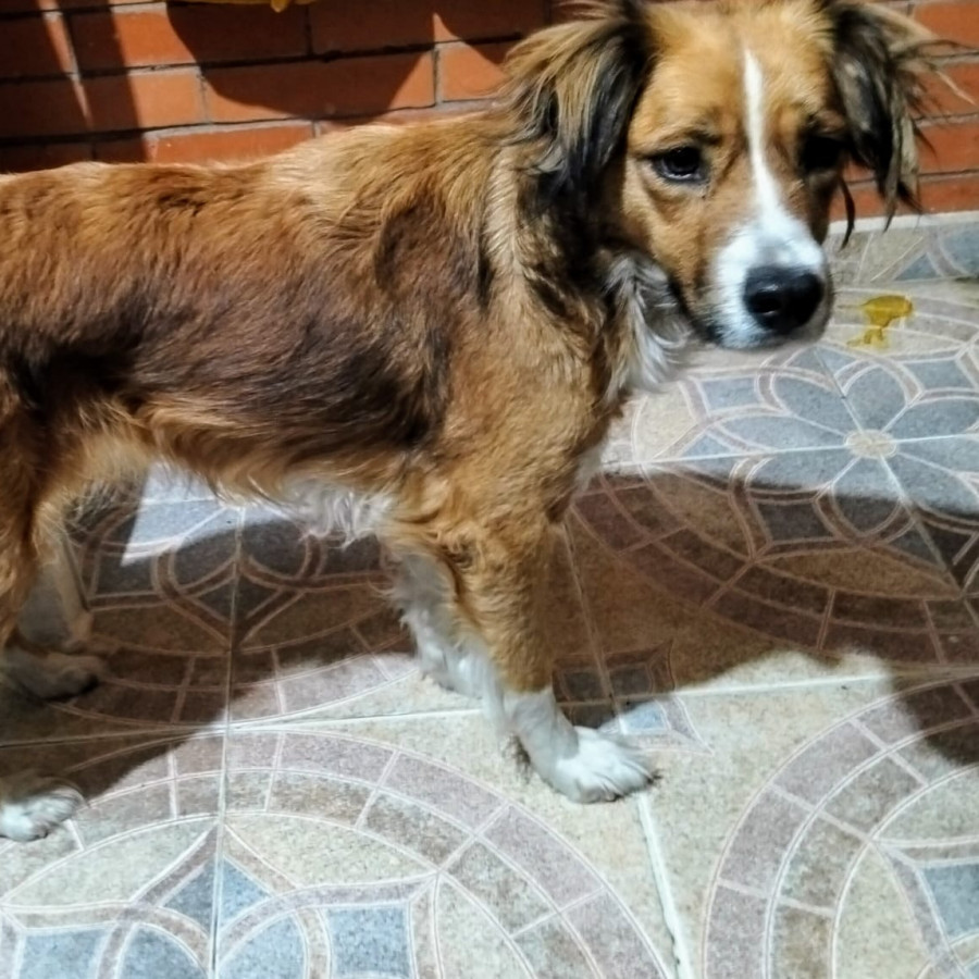  | Raza Mestiza | Encontrada