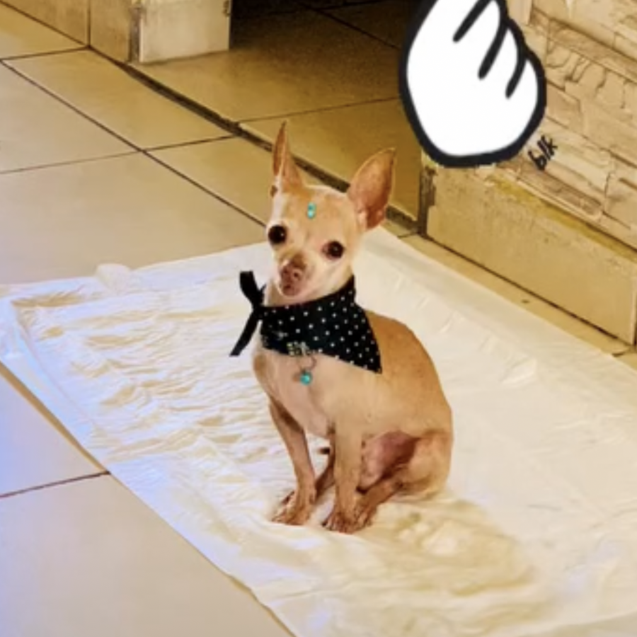 PRINCE | Raza Chihuahua | Final Feliz