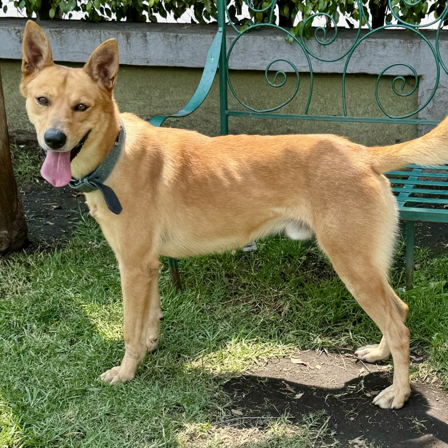 NOLAN | Raza Mestizo | En Adopción