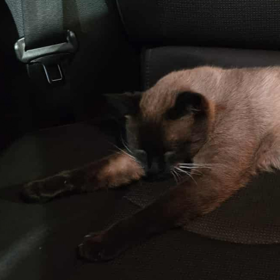  | Raza Siamés Punto Foca | Encontrado