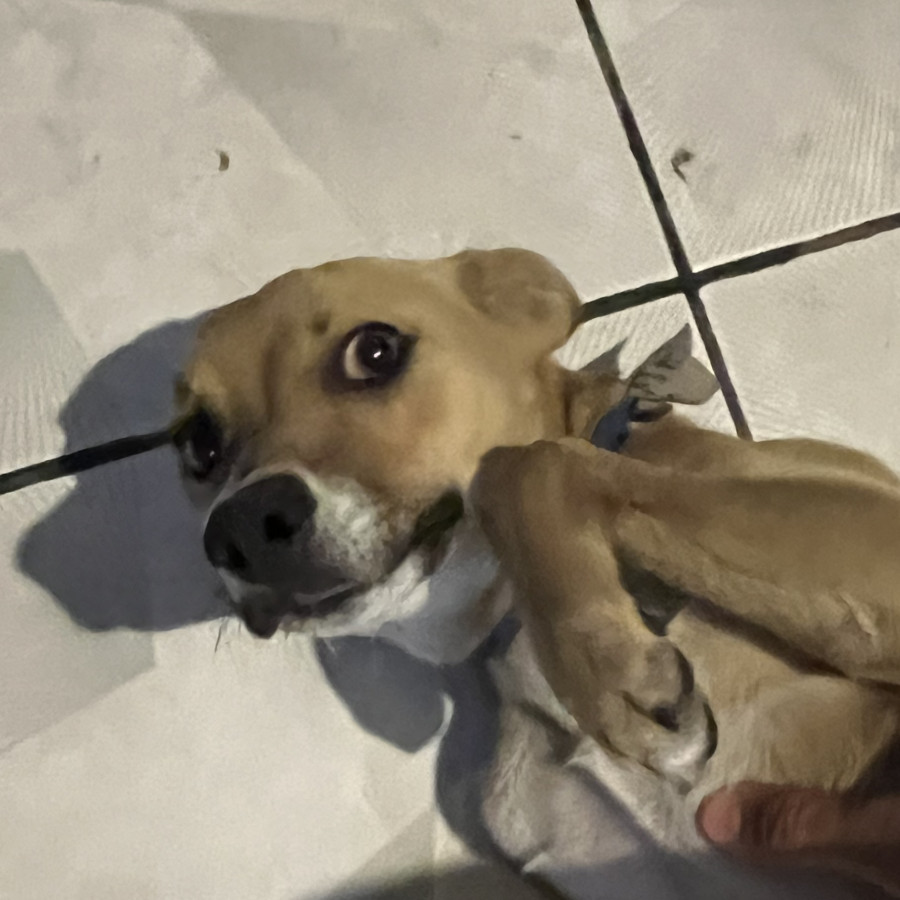  | Raza Mestizo | Encontrado