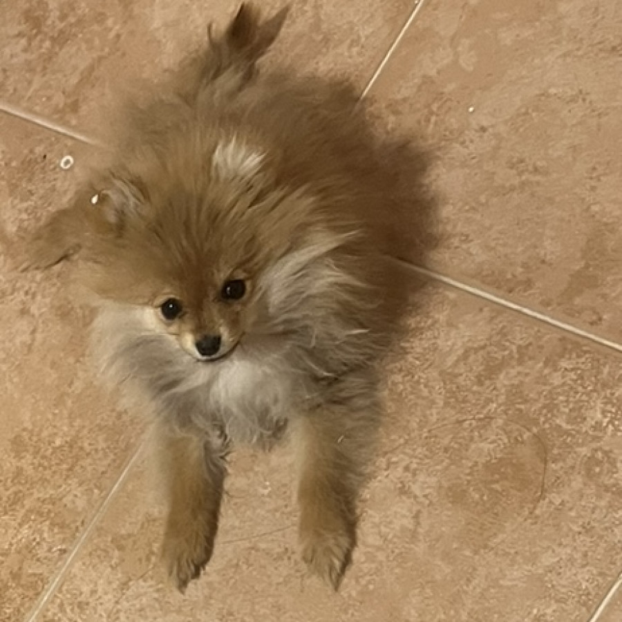 CANELA | Raza Pomerania | Perdida