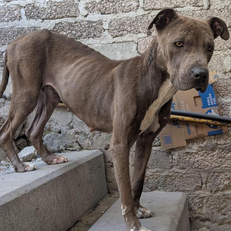 CANELA | Raza American Bully  | Perdida