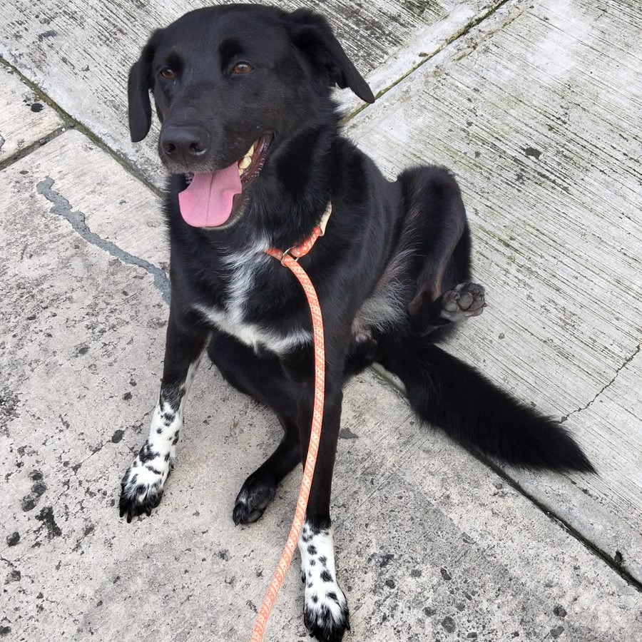  | Raza Mestiza | Encontrada