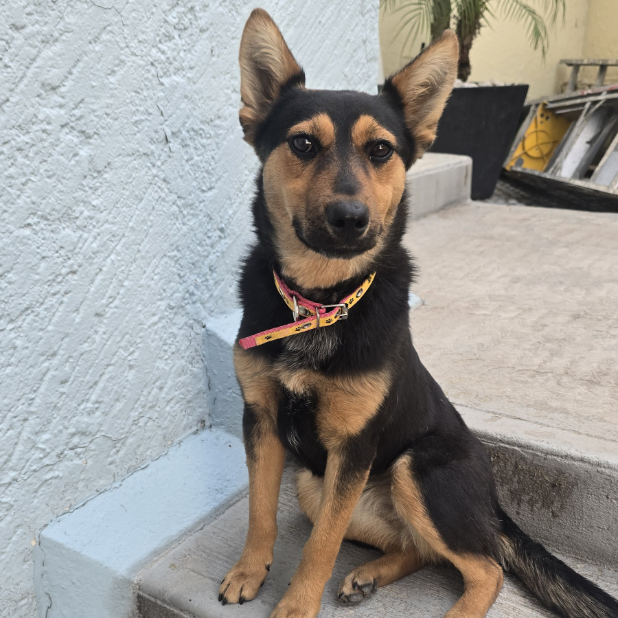  | Raza Mestiza, cruza de Pastor Alemán | Encontrada