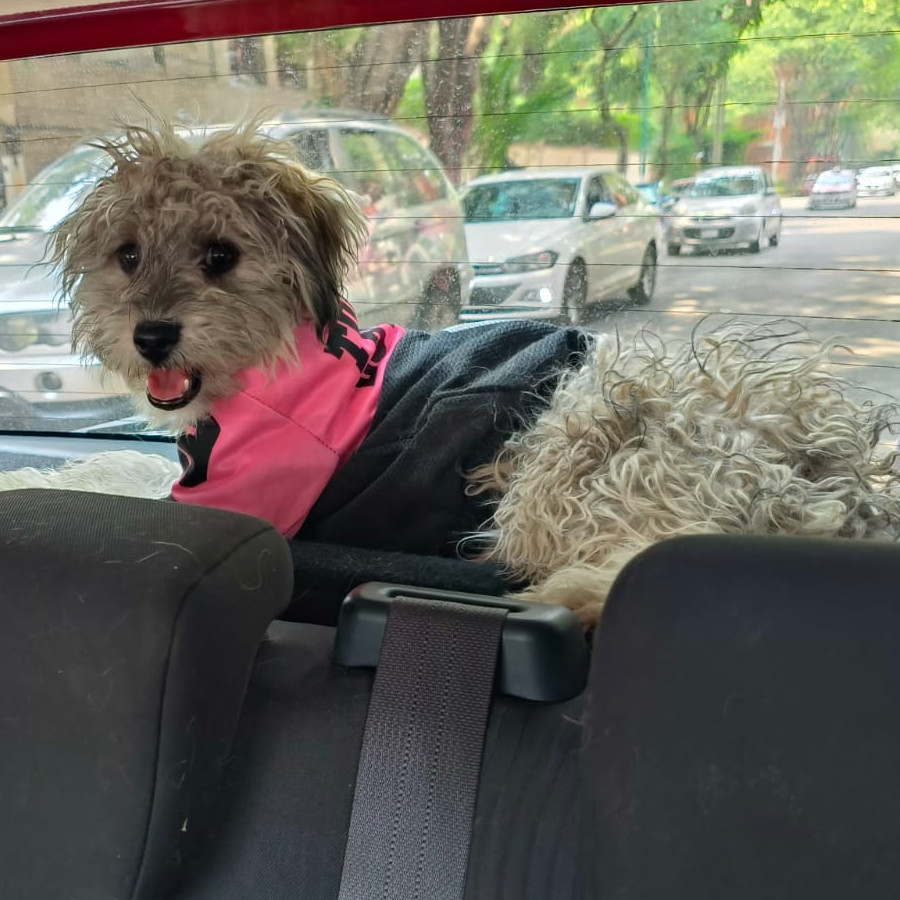 CHATA | Raza Mestiza, cruza de French Poodle con Schnauzer,  (Schnoodle) | Perdida