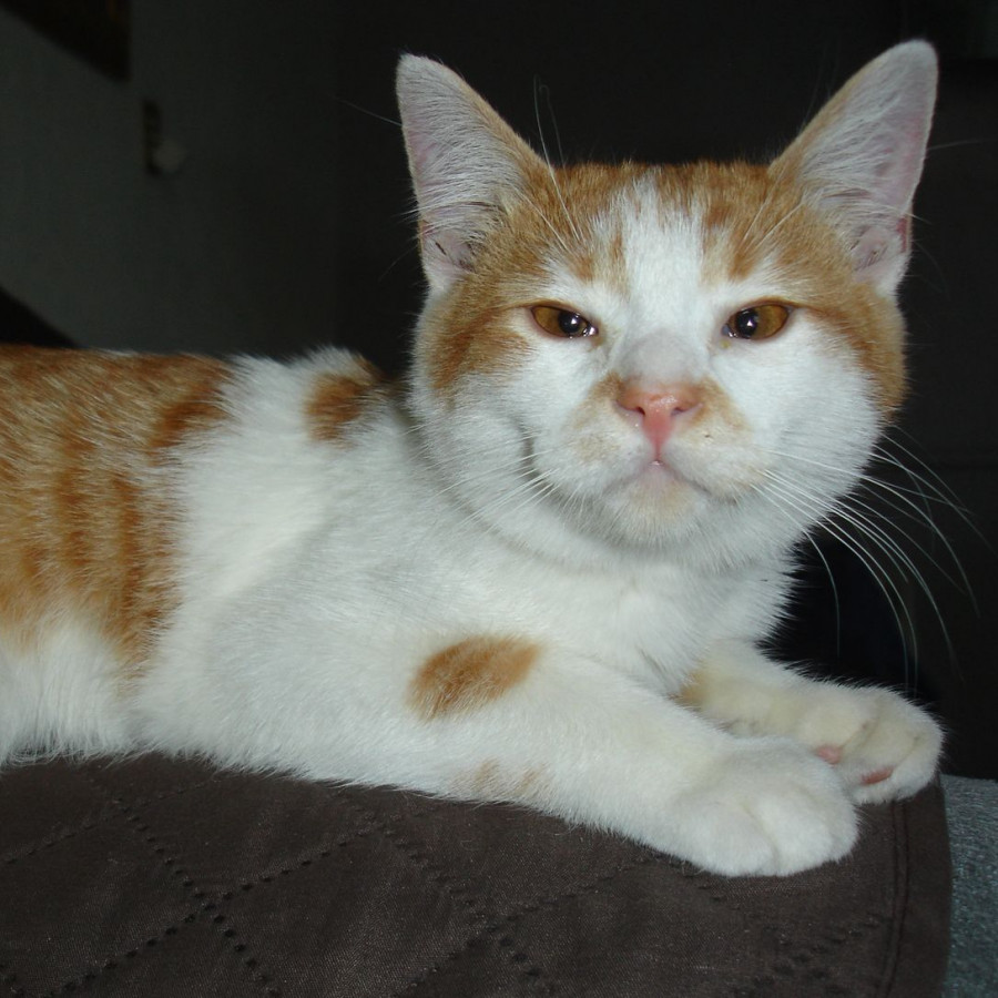 JERRY | Raza Doméstico Américano de Pelo Corto | Perdido