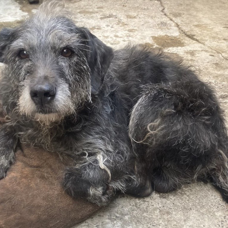 CAMILO | Raza Mestizo, cruza de Schnauzer | Perdido