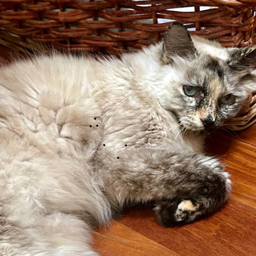 ISIS | Raza Balinés Punto Carey | Final Feliz