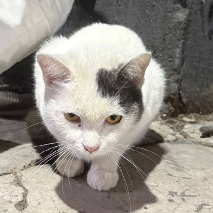  | Raza Doméstico Américano de Pelo Corto | Encontrado