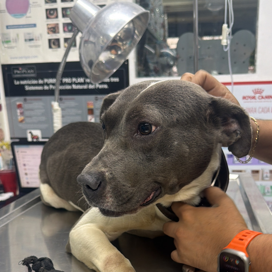  | Raza American Pitbull Terrier | Encontrado