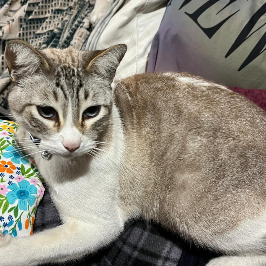 SMUKY | Raza Aslan o Siamés moderno, punto tabby | Perdido