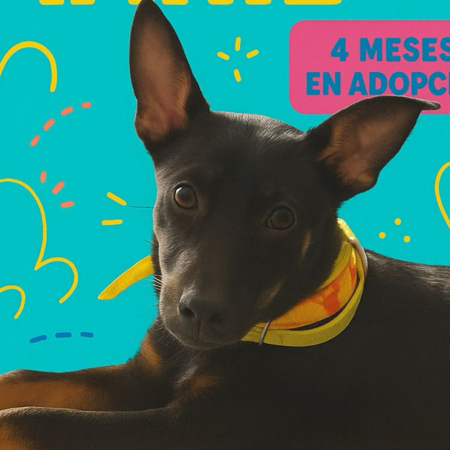MARIE | Raza Mestiza | En Adopción