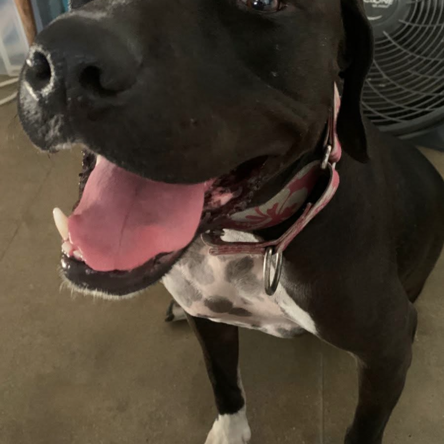 KYLA | Raza American Pitbull Terrier | Perdida