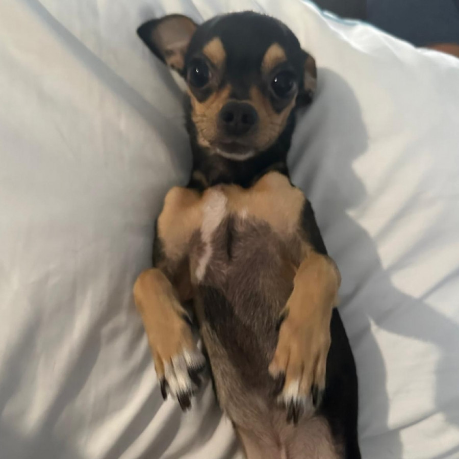 JACINTO | Raza Chihuahua | Perdido