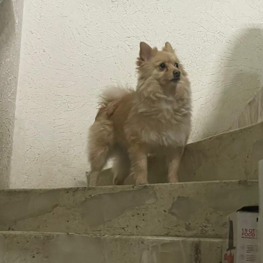 GORDITO | Raza Pomerania | Perdido