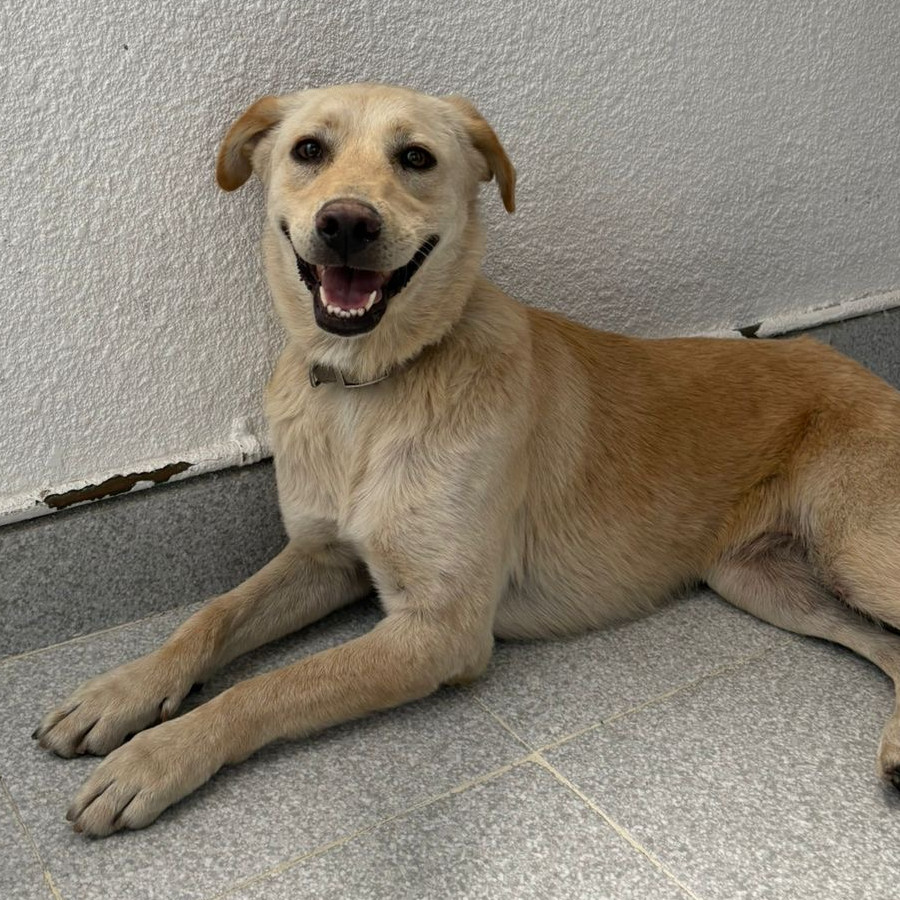  | Raza Mestiza, cruza de Labrador | Encontrada