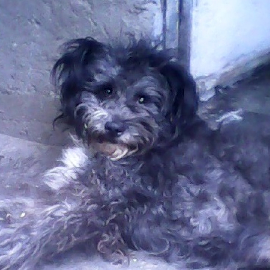 COCOA | Raza Mestiza, cruza de Schnauzer | Perdida