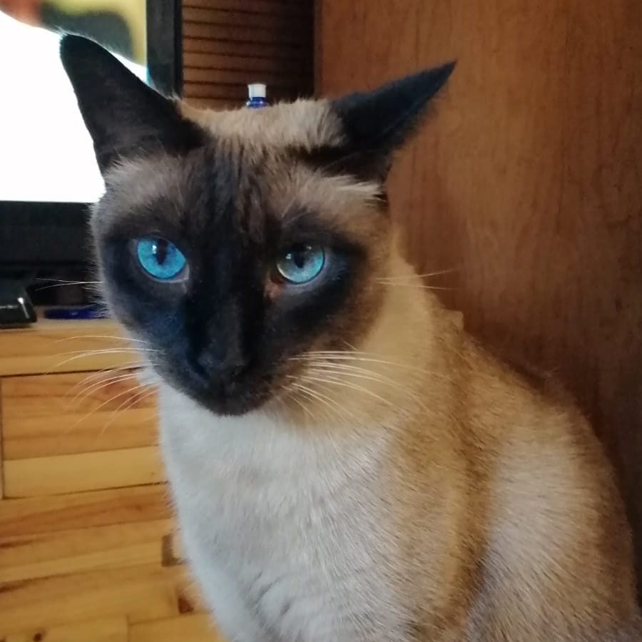 KLAUSS | Raza Siamés Punto Foca | Perdido