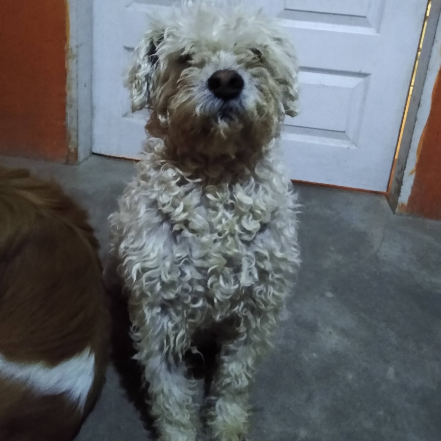 PELUCHÍN | Raza Mestizo, cruza de French Poodle | Perdido