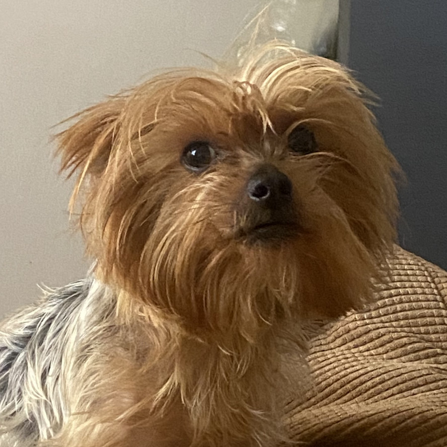 CHEWBACCA | Raza Yorkshire Terrier (Yorkie) | Perdido