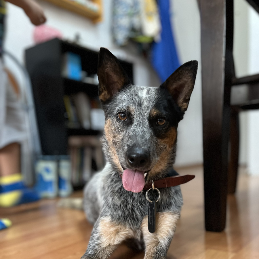  | Raza Ganadero Australiano Blue Heeler  | Final Feliz