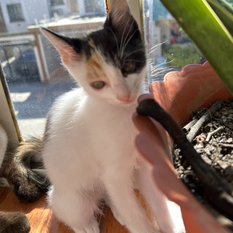 LUNA | Raza Calicó, tricolor, de pelo corto | Perdida