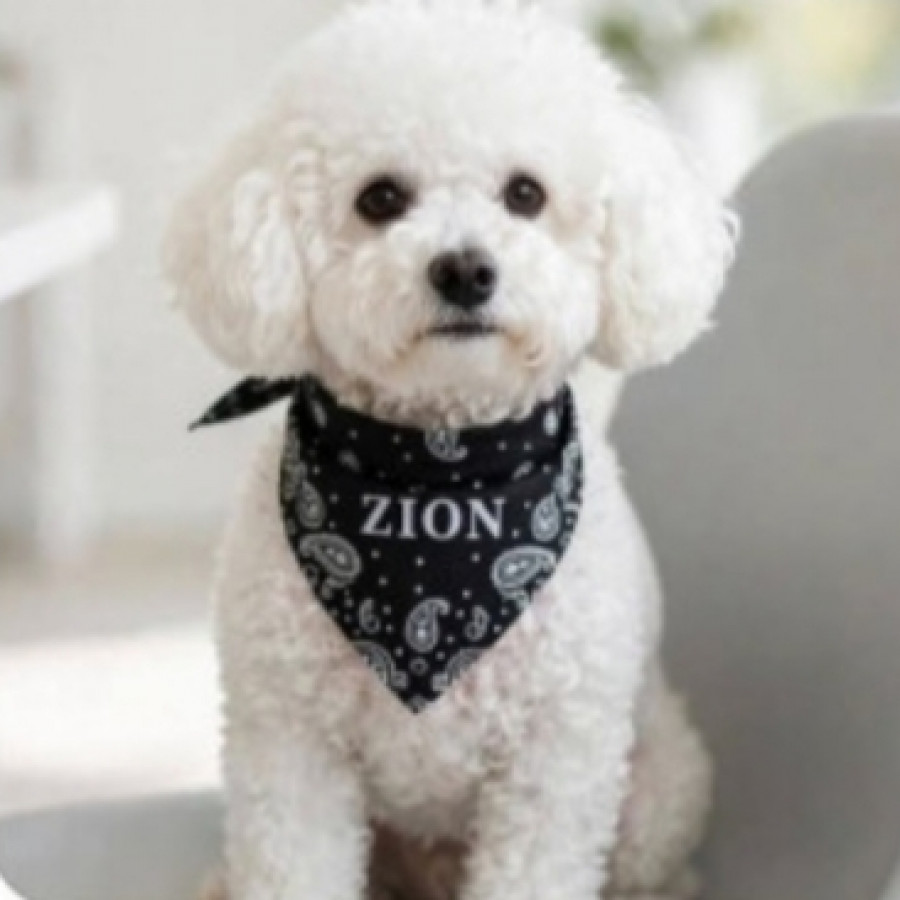 OSO | Raza French Poodle o Caniche | Perdido