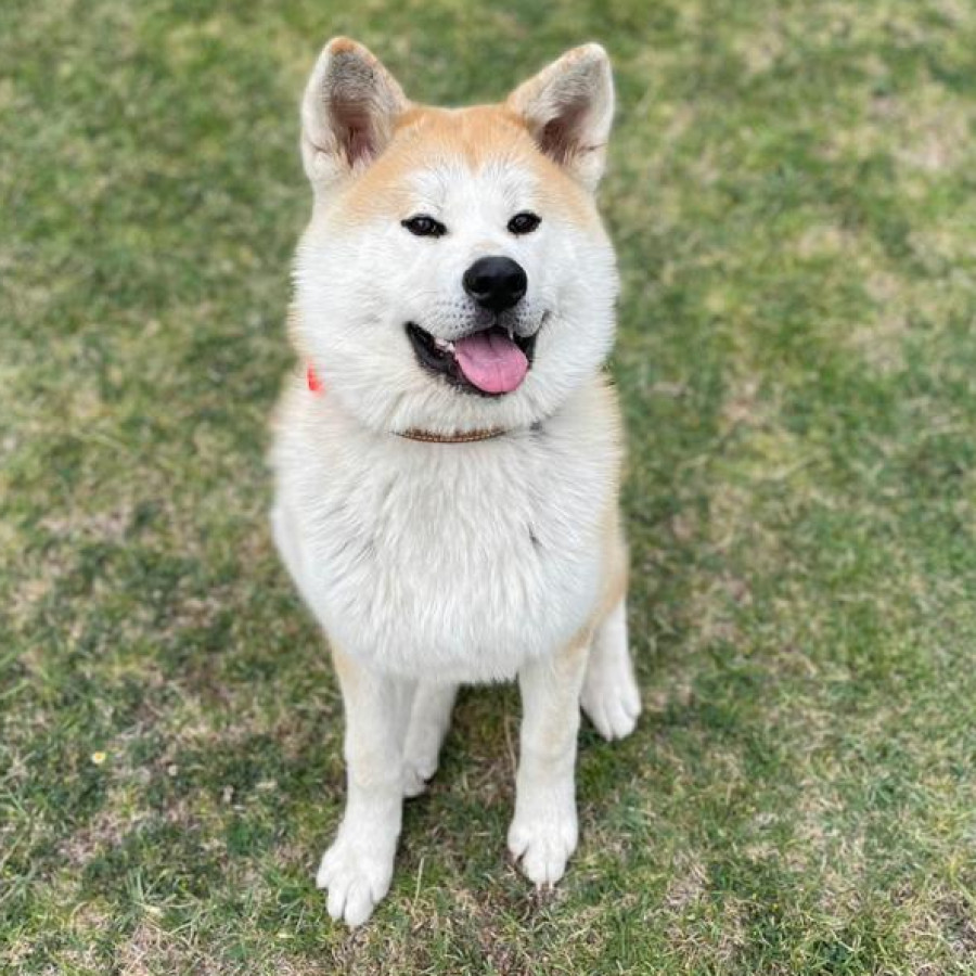 NALA | Raza Akita Inú o Akita Japonés | Final Feliz