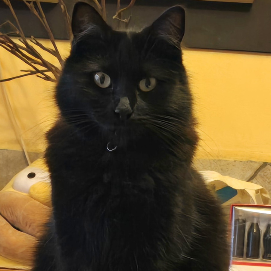 BENITA | Raza Angora Turco Negro | Perdida