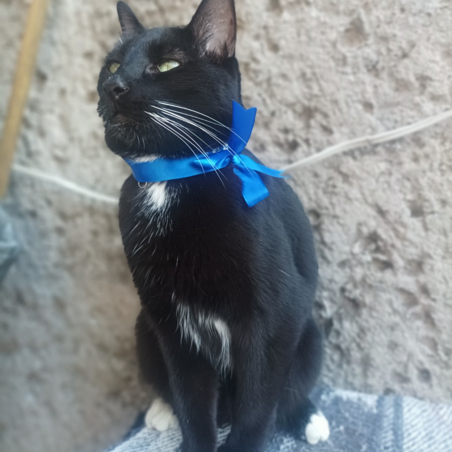 PATATA | Raza Doméstico Américano de Pelo Corto | Perdida