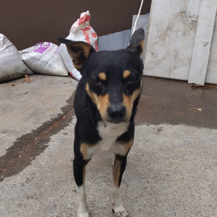  | Raza Mestizo | Encontrado